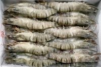 PREMIUM FROZEN VANNAMEI WHITE SHRIMP - HIGH
