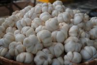 FROZEN MANGOSTEEN BULK SUPPLY FOR WHOLESALERS