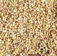 Pure & Premium Quality  Quinoa Seeds