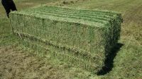 High Quality Animal Feed Alfalfa Hay From Russia Federation