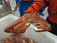 ATLANTIC RED KING CRAB