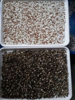 color sorter low price with high output