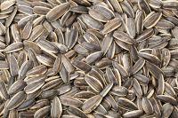 Sunflower seed kernels