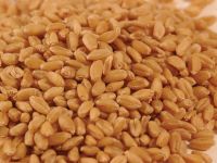 Wheat! Best price! Worldwide delivery!