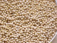 Soybeans! Best price! Worldwide delivery!