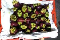 Mangosteen fresh fruit