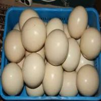 Hatching fresh ostrich eggs for sale.