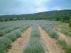 Wholesale Lavender oil