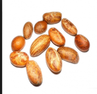 Garcinia(bitter) Kola