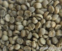 green Arabica coffee beans washed processed