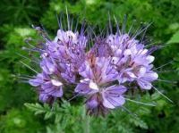 Phacelia
