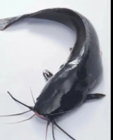 Happy Fresh Frozen Catfish