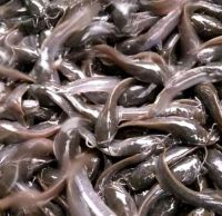 Fresh-Wave Fingerlings Ã¢ï¿½ï¿½ Premium fish By Happy Fresh 