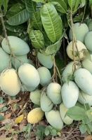 Vegetables And Fruits