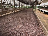 Gold bars, Red Lentil, white rice,Iscuma Sugar 