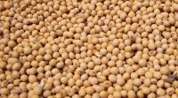 Soybeans 