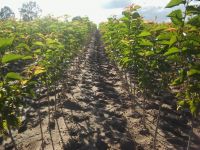 Fruit trees