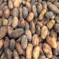 Cocoa Beans