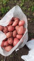 White &amp; Red Potatoes