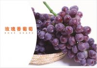 the Chinese rose grape fresh fruit of supplier 