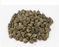 High Quality Moringa Seeds