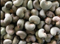 high quality raw cashew nuts