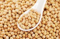 Premium quality Soya beans for sale