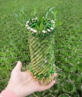 Dracaena Sanderiana braid shape Lucky Bamboo