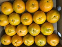 Fresh Oranges (Kinnow/Mandarins) from Pakistan