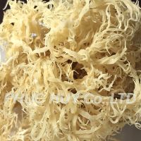 Dried sea moss /  gold seaweed / salad seaweed