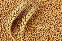 Indian Wheat