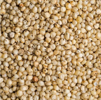 Indian Sorghum