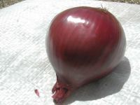 Fresh Red Onion