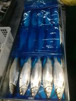 Milk Fish Chanos Chanos Bandeng