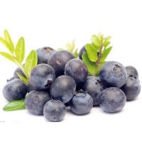 Bilberry Extract