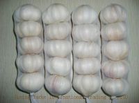 FRESH GARLIC/FROZEN GARLIC