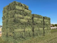 Alfalfa Hay,Quality Alfafa Hay for Animal Feeding Stuff Alfalfa / Alfalfa Hay ,Rhodes Grass Hay