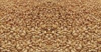 Best Quality Sesame seeds at Cheap Rates