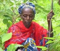  African Herbs