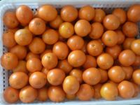 Fresh Navel Oranges From South Africa, Natural Juicy Citrus Fruits