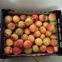 Cheap Fresh Apricots Best Quality From South Africa