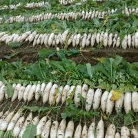 Sichuan White Radish Grown In The Open Air Fresh And Crispy Affordable On Sale Now