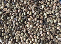 Unwashed Robusta Coffee Beans S13