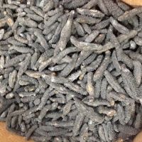 Best Price High Quality Sea Cucumber bulk supplier