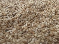 Sesame Seed