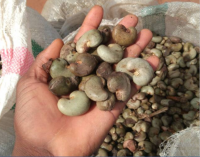 Raw Cashew Nuts 