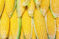 Organic Yellow Corn