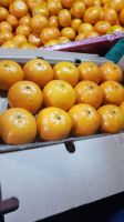 Fresh mandarin 