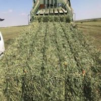 Trusted Exporter of Best Selling Agriculture Grade Animal Feed Alfalfa Hay for Wholesale Purchase at Bulk Price