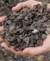 Palm Kernel Shell (PKS)